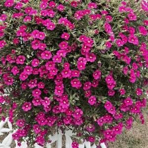 Meet your Posher, Joan